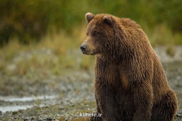 مشاهده یک خرس قهوه ای در منطقه حفاظت شده اشترانکوه