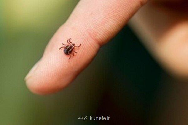 شناسایی ۱۸ بیمار مبتلا به تب کریمه کنگو در ایران