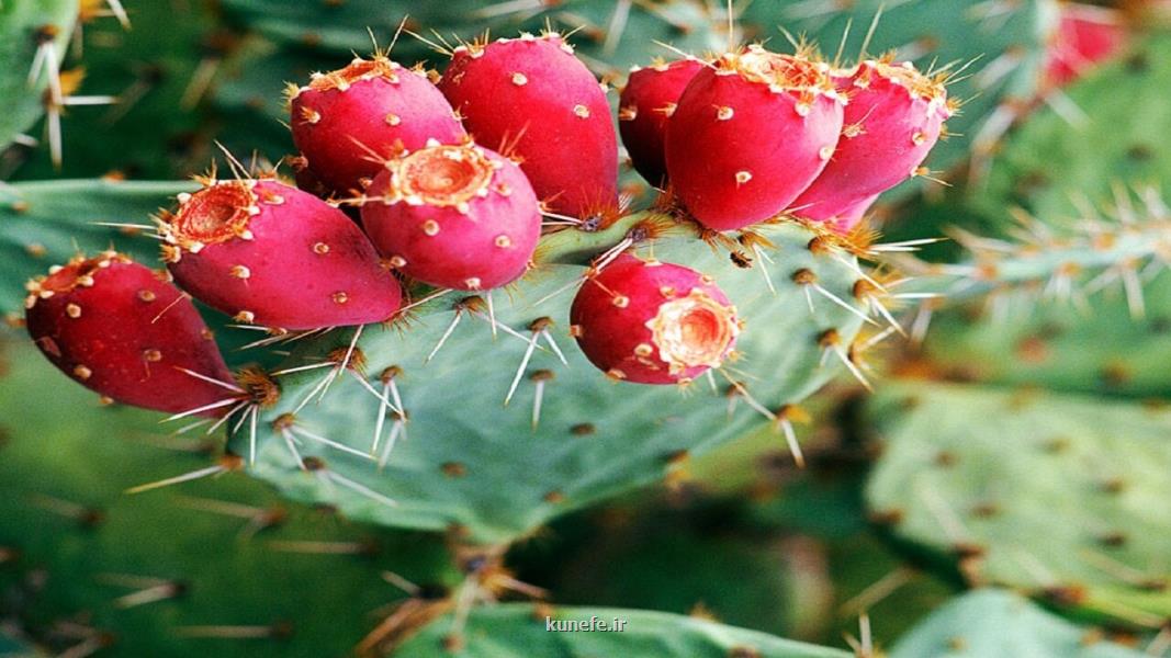 فواید اعجاب انگیز میوه کاکتوس برای سلامتی