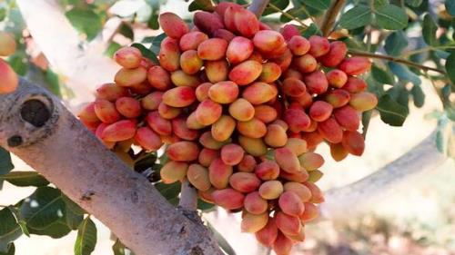 سیستان و بلوچستان پیشرو در تولید پسته ارگانیک کشور