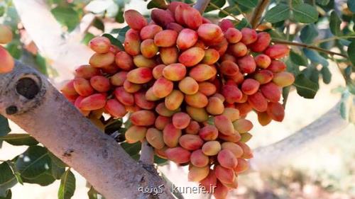 سیستان و بلوچستان پیشرو در تولید پسته ارگانیک کشور