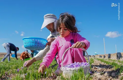 عکس، برداشت طلای سرخ در لرستان