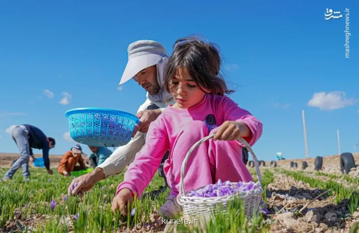 عکس، برداشت طلای سرخ در لرستان